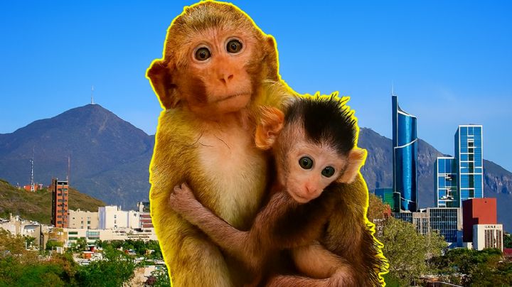 Este es el 'chango' en Nuevo León que sería mejor no tener en casa; podría costarte miles de pesos