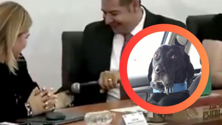 Gobernador de Puebla entrevista a 'Tomy', su perro, en rueda de prensa; esto 'respondió' la mascota | VIDEO