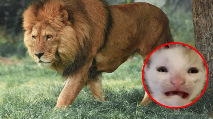 Zoológico pide que donen mascotas para que sean alimento de animales carnívoros