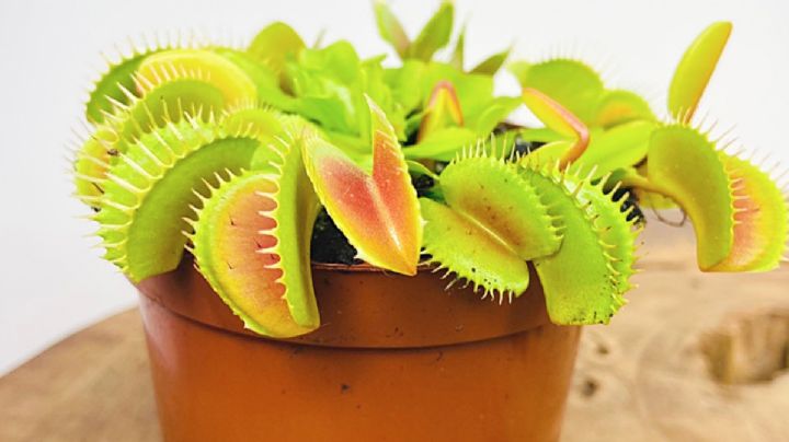 Plantas carnívoras: estos son los cuidados esenciales para cultivarla con éxito en casa