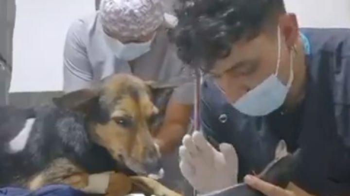 Veterinario le explica a perrito cómo lo operará; imágenes conmueven en redes | VIDEO