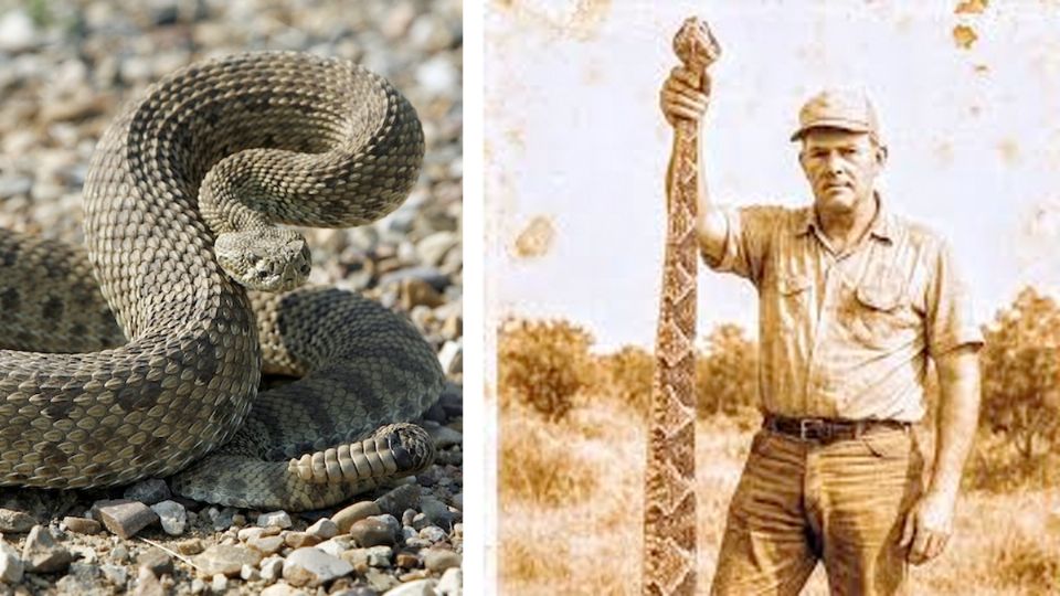La serpiente de cascabel más grande de Texas.