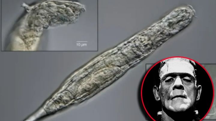 'Frankenstein' microscópico: el misterioso animal que sobrevive robando ADN desde hace 80 millones de años