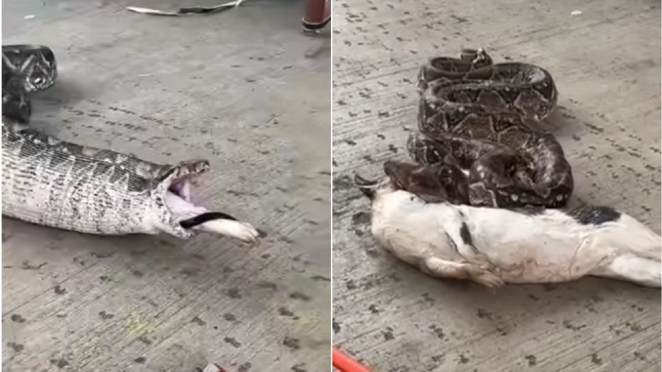 Impactantes imágenes: pitón es capturado tras haber devorado a un gato