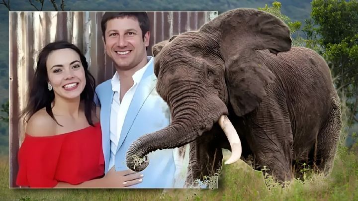 Hombre muere tras ser cargado y pisoteado por elefante en su propia reserva