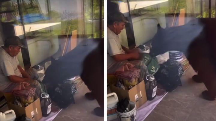 Enorme oso quiso robarle el 'lonche' a un albañil, pero el 'maistro' decide darle pelea | VIDEO