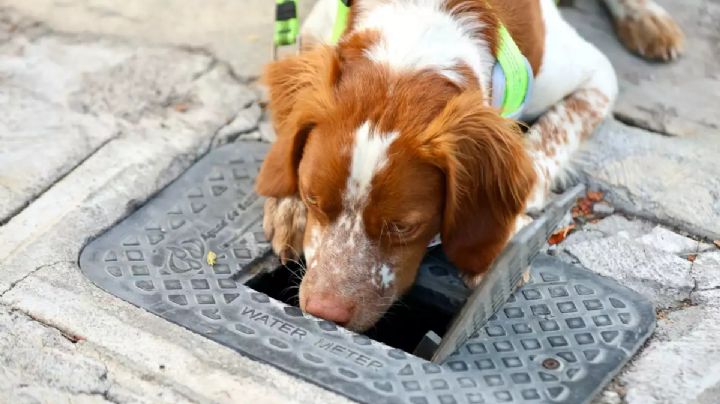 Perrito es contratado por el Gobierno para detectar fugas de agua; fue entrenado en el extranjero