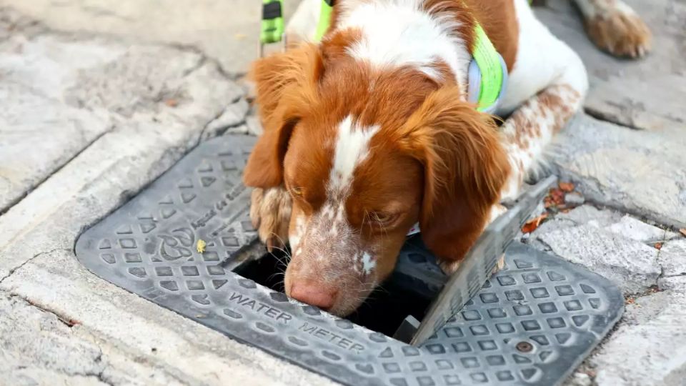 Un perro llamado 'manchas' es capaz de detectar una fuga de agua sólo con el olfato
