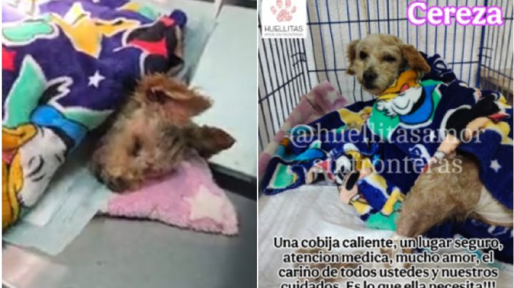Cereza, la perrita embarazada que sobrevivió a la explosión en Iztapalapa: ‘es un milagro’