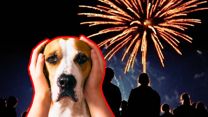 Protege a tu perro del ruido este 15 de septiembre; descubre cómo evitar que sufra con la pirotecnia