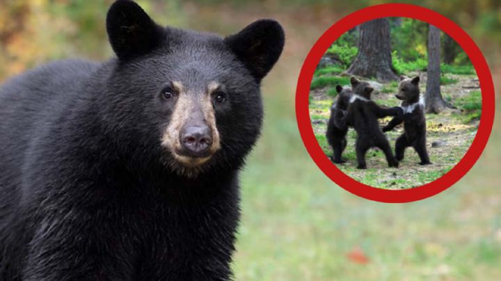Osa con oseznos deambulan en las calles de San Pedro; así fue el suceso | VIDEO