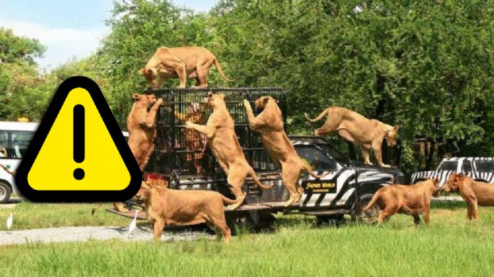Empleado muere tras ataque de manada de leones; lo acorralaron sin piedad