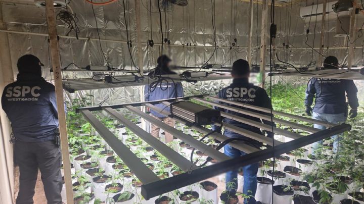 Detienen a líder criminal en la CDMX; había instalado un invernadero de droga en zona habitacional