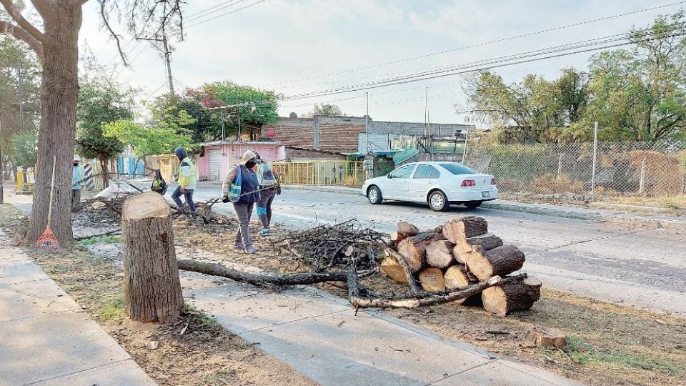 Entre los ajustes se incorporan criterios más estrictos sobre tala y poda de árboles, forestación, residuos y contaminación.