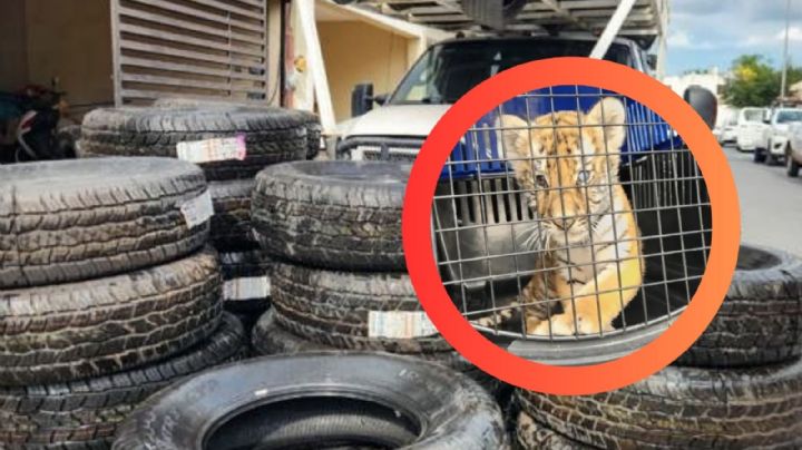 Rescatan a cachorro de tigre en domicilio en Nuevo León; lo usaban para intimidar a vecinos