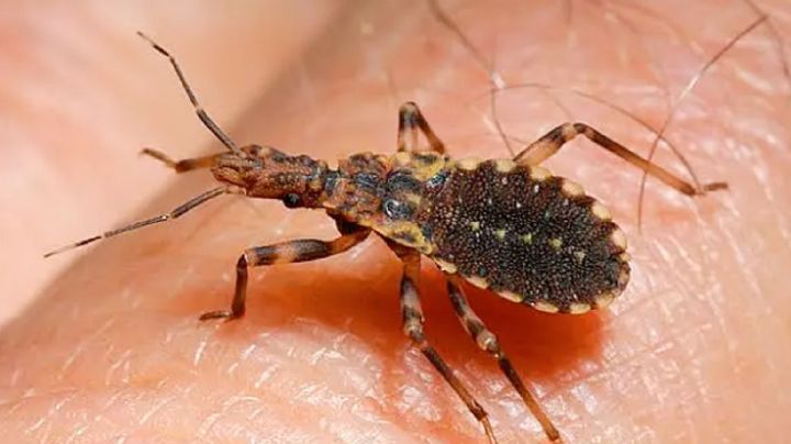 Chinches besuconas emigran hacia estos estados de México; alerta por el mal de Chagas