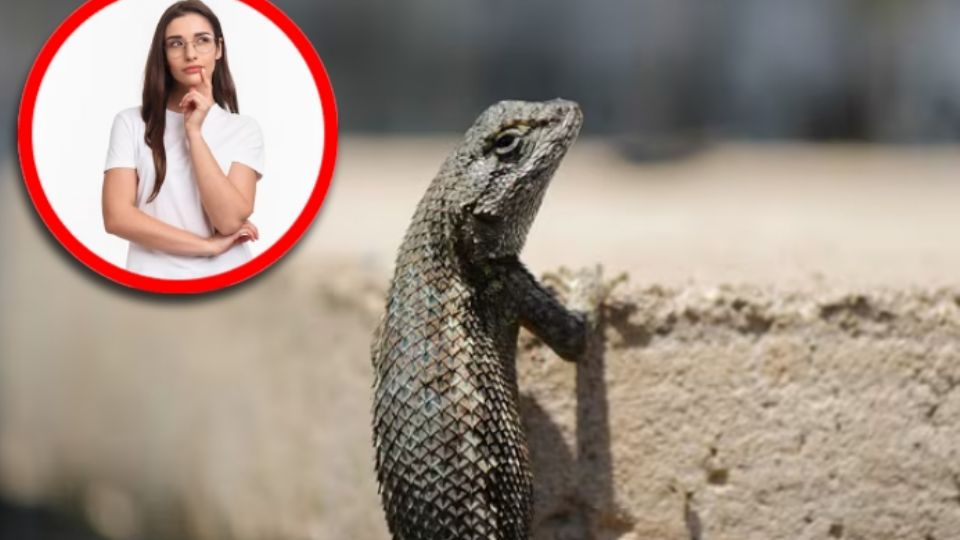 Lejos de ser una amenaza, las lagartijas son inofensivas para los humanos y, de hecho, pueden ser aliadas naturales