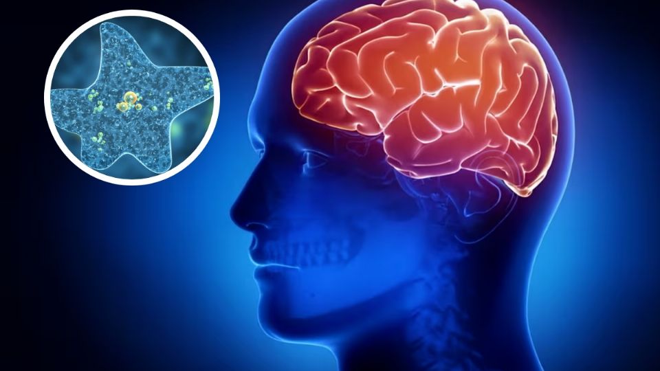 Especialistas alertaron por la presencia de una ameba que ha causado 19 muertes en el año