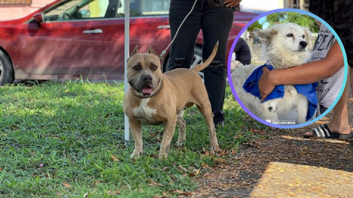 Gobierno de Matamoros instala módulos de Zoonosis; promueve cuidado responsable de mascotas