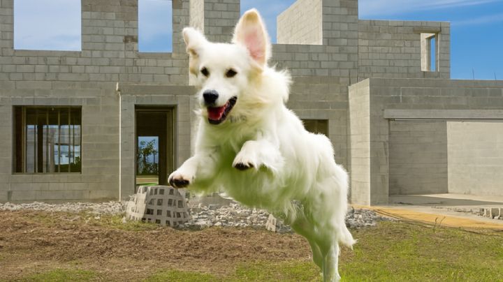 Mujer muere al caer tres metros; fue 'empujada' por su perro en su casa