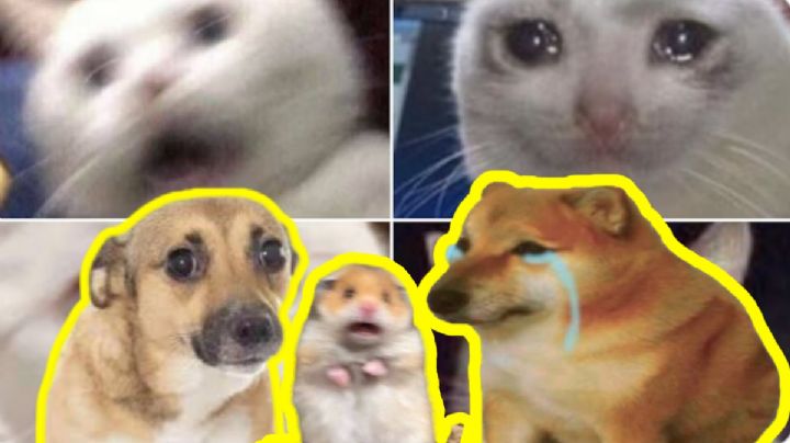 Memes del simulacro 2025; risas y creatividad, así reaccionaron los usuarios en redes