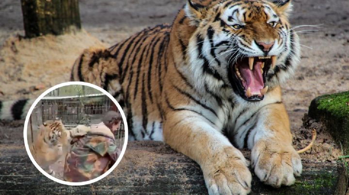 Tigre ataca a veterinaria dentro de una reserva natural en Jalisco; ¿qué desató su furia? | VIDEO