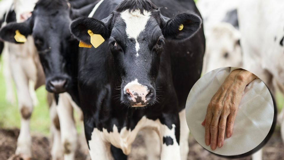 Muere anciano tras ataque de un grupo de vacas