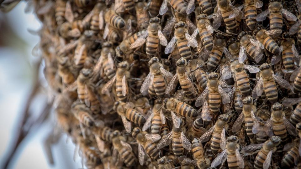 Abejas asesinas en Veracruz