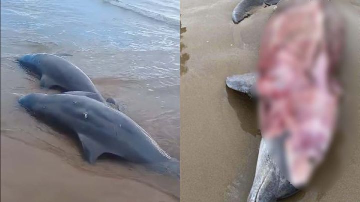 Denuncian que en Matamoros están cazando y matando delfines; van 19