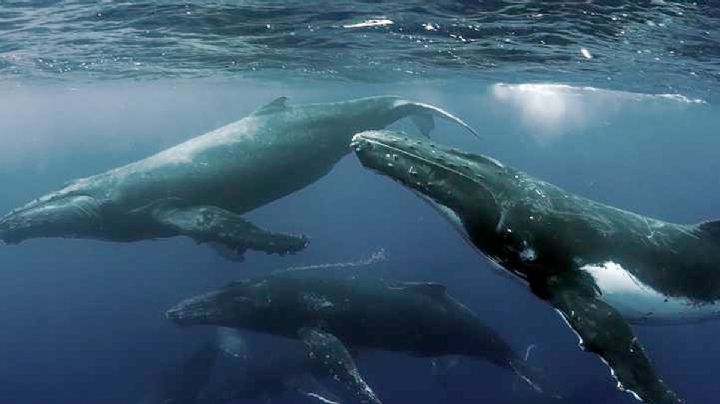 El misterioso cementerio de ballenas mexicano, perdido en una isla remota
