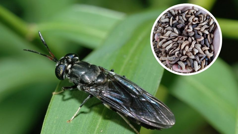 Esta mosca puede lucir asquerosa pero otorga grandes beneficios a la naturaleza