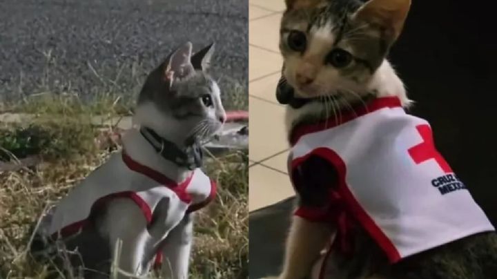 ‘Urgencio’, la historia del gatito de la Cruz Roja que conmovió a Ciudad Victoria; así fue rescatado