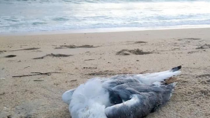Sepultan a 400 aves en Playa Bagdad; confirman presencia del virus de influenza aviar