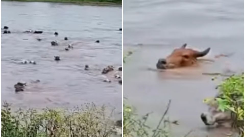 Ganado es llevado por un río; los animales pelaban por su vida