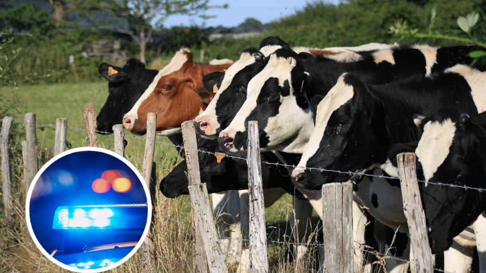 Las autoridades investigan la identidad de la mujer