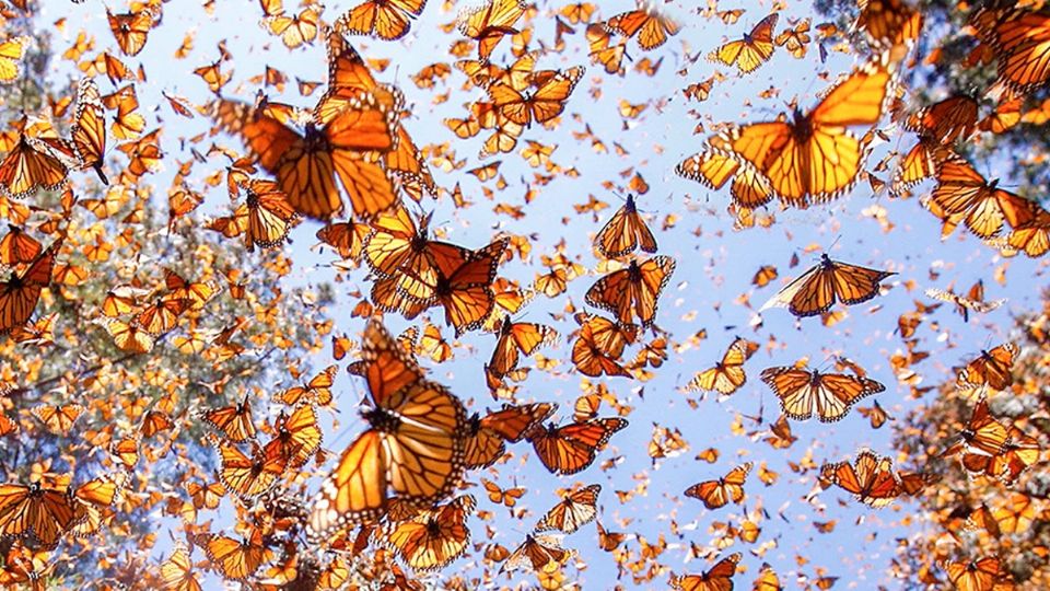 Empezó la migración masiva de la mariposa monarca