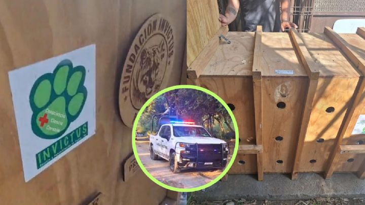 Profepa traslada a osa tras negligencia en ‘La Pastora’; despiden a directivo por malos cuidados