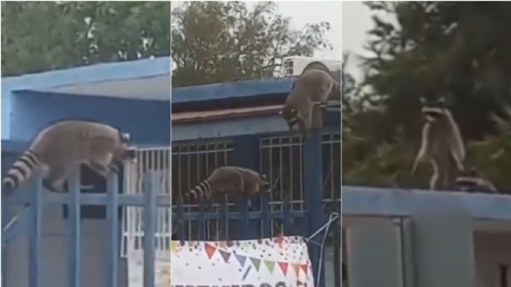 Mapaches salvajes se 'apoderan' de primaria; pusieron en riesgo a menores | VIDEO