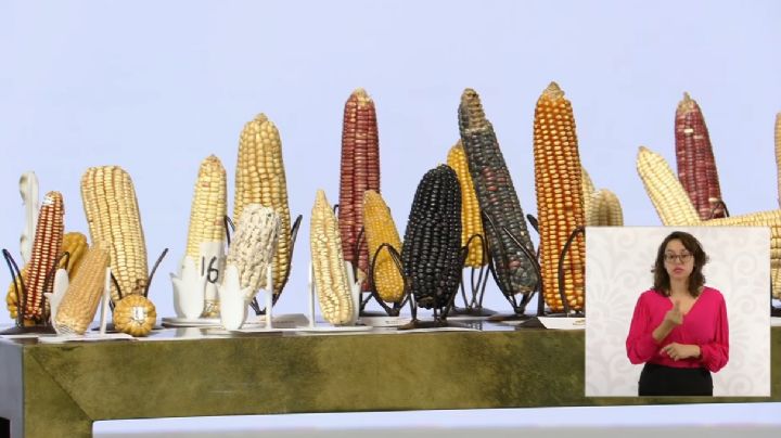'Sin maíz no hay país': Alicia Bárcena y Sheinbaum destacan la importancia del grano en México