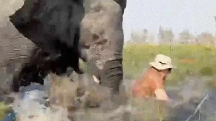 Elefante embiste canoa con su trompa; turistas caen al agua llena de cocodrilos | VIDEO