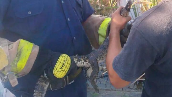 Cocodrilo rondaba por dentro de la clínica del IMSS de Altamira; lo descubren y causa terror