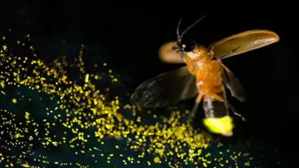 Descubren nueva especie