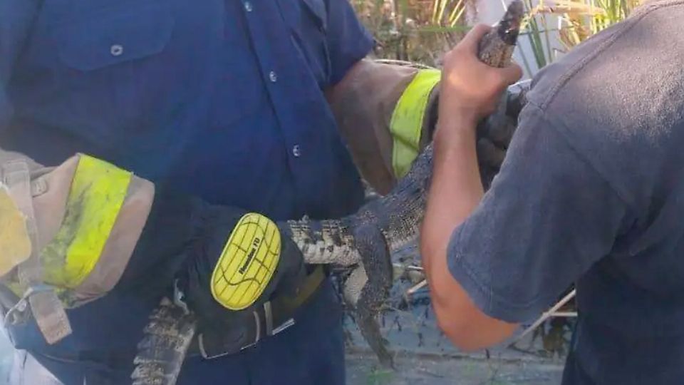 Los bomberos atraparon al cocodrilo