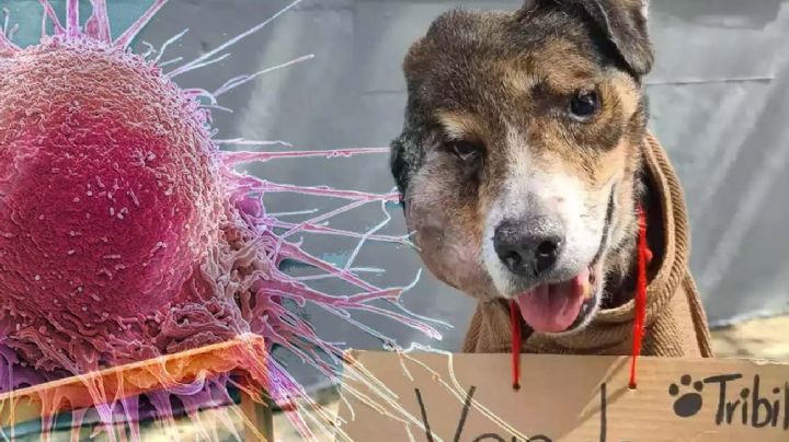 Cáncer en perros: 8 razas son más propensas a desarrollar la enfermedad