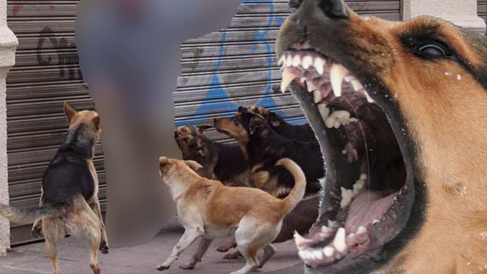 Los perros mordieron a la mujer hasta matarla