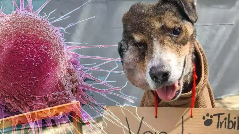 Estas razas de perros son más propensas a desarrollar cáncer 