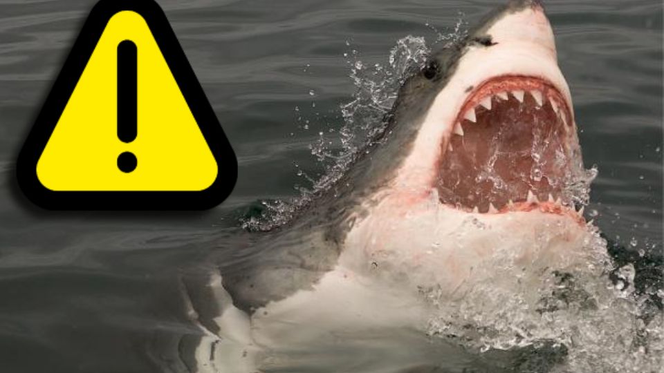 De acuerdo con el Cuerpo de Bomberos de Costa Rica, el científico fue mordido en la cabeza, el rostro y los brazos por un ejemplar de aproximadamente 4 metros de longitud