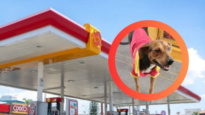 Nuevo Laredo: OxxoGas 'adopta' a Jenny, una perrita sin hogar; le dan hasta uniforme
