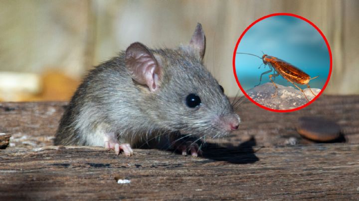 Cuida tu casa de estas plagas; son las más comunes en temporada de lluvias