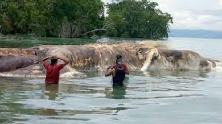 Hallan cadáver de gigantesca criatura marina; no se ha logrado identificar su especie